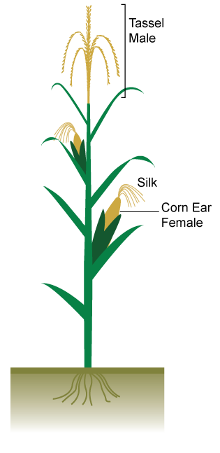 Corn Plant